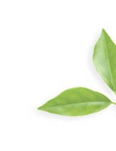 Two fresh tea leaves